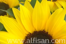 Empresa de jardinería en Fuenlabrada